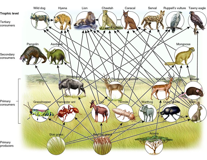 african savanna food chain diagram